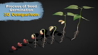 The Journey of Seed Germination 3D Comparison [upl. by Nwahsud]