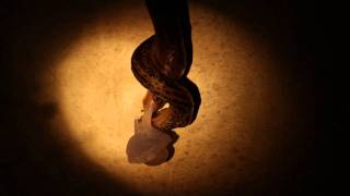 Leopard Slugs Mating HD [upl. by Leander691]