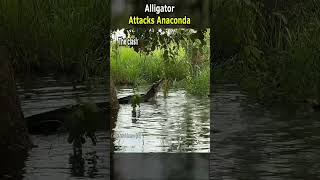 Alligator Attacks Anaconda [upl. by Ettenyar]