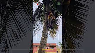 Simple and Easy Coconut Tree Climbing Tool [upl. by Larrisa349]