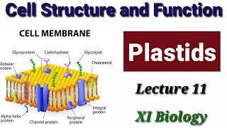 Plastids Lecture 11 [upl. by Alleira]