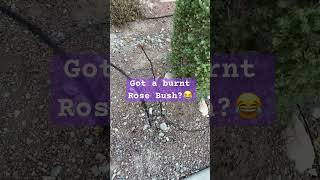 Got a burnt rosebush in Las Vegas lasvegas rosebush hot notkidding joebiden trump [upl. by Ytsihc791]