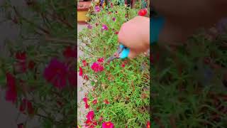 Pruning portulaca flower shortvideo howtogrowportulaca floweringplant gardenflower flowers [upl. by Zurn]