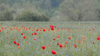 Activités autour dun champs de coquelicots [upl. by Aicsila]