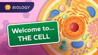 A Tour of the Cell Crash Course Biology 23 [upl. by Reiniar]