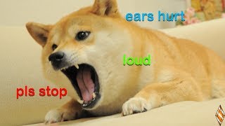 Doge Adventure but its Loud [upl. by Gris363]