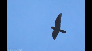 Malaysian EaredNightjar in Malaysia Selangor Peat Swamp Forest 20210109 [upl. by Aihsrop]