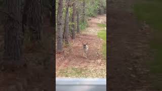 Piebald hunting God deerhunting bucks deer [upl. by Leesa]