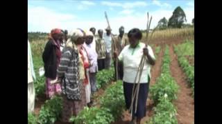 Potato Seeds of Change in East Africa [upl. by Gylys555]