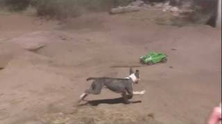 RC Car vs Pitbull Puppy [upl. by Nylrehc]