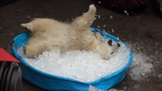 Nora the polar bear plays in kiddie pool filled with ice [upl. by Anabel]