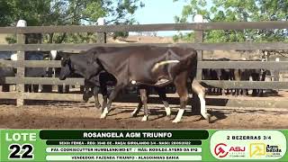 LOTE 22 2 BEZERRAS GIROLANDO 34 [upl. by Ahser806]