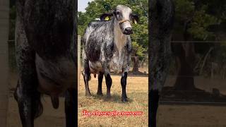 Top class gir lendo  Gir cross cow [upl. by Nayar]