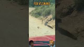 animal cobravsmongoose snakeandmongoose wildanimals wildanimalswildfox fox mongooseattack [upl. by Hogen]