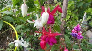 Cómo cuidar de la Fucsia  Aljaba  Pendientes de la Reina  Fuchsia  zarcillos de la Reina [upl. by Ymot]