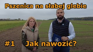 Pszenica na słabej glebie Jak nawozić 1 [upl. by Jeana]