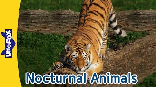 10 Nocturnal Animals  Koala  Gray Wolf  Siberian Tiger  Flying Fox and More l Meet the Animals [upl. by Audrye]