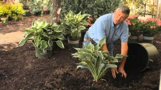 How to Mulch Hostas  Garden Savvy [upl. by Sagerman]