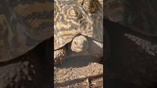 Some Gorgeous shells tortoiseshell tortoise leopardtortoise sunshine [upl. by Sorcim51]