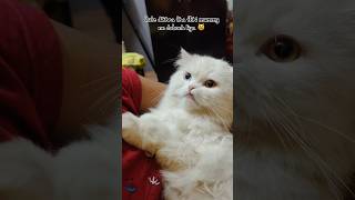 😹😹 cat yourcat catlover [upl. by Janith]