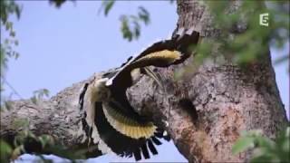 Thaïlande sauvage Un écosystème riche France 5 [upl. by Nebur]