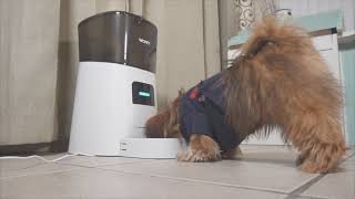 Wopet Patrol Automatic Pet Feeder Review  How does the dog feeder helps to feed your furbaby [upl. by Schumer230]