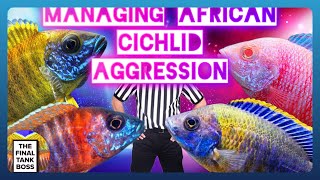 African Cichlid Aggression How to beat it [upl. by Ahsiym]