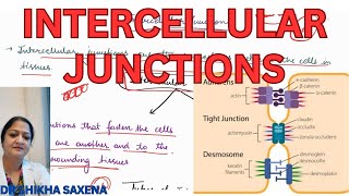 Intercellular connections Tight junction zonula adherens desmosome hemidesmosomes [upl. by Esiole]