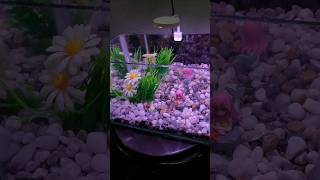 Fish tank setup  Glass Tank Aquarium Setup  Mermaid in Fishtank [upl. by Madea]