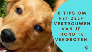 8 Tips om het zelfvertrouwen van je hond te vergroten [upl. by Tila]