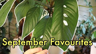 September Favourites  Top 5 Plants [upl. by Gnihc]