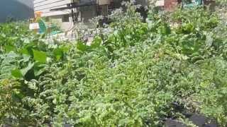 Growing Garbanzo Beans Chick Peas by The Lettuce People [upl. by Streeto]