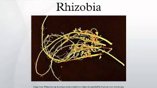 Rhizobia [upl. by Abil99]