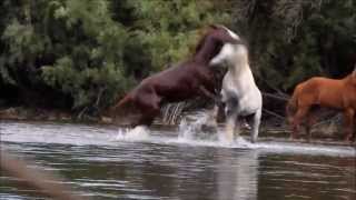 Epic Wild Horse Fight in the River Stallions Battling Over a Mare [upl. by Anhaj]