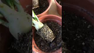 Revive Your Adenium in Winter with These Easy Care Tips adenium organicgrowing myvatika plants [upl. by Cathey]