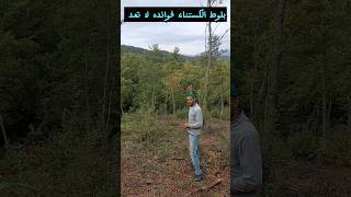 تعرف على بلوط شجرة الكستناء الحلو castanea sativa [upl. by Amathiste]