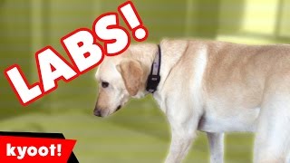 The Cutest Funny Labrador Home Videos of 2016 Weekly Compilation  Kyoot Animals [upl. by Saville88]