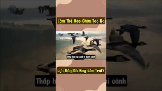 Làm Thế Nào Chim Tạo Ra Lực Đẩy Và Bay Lên Trờiyoutubeshorts [upl. by Rosalinde857]