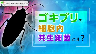 ゴキブリの細胞内共生細菌とは？【ERATO深津共生進化機構プロジェクト】 [upl. by Straus226]