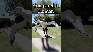 Royal Albatrossalbatrossshortsshortyoutubetrendingviralyoutubeshortsfishnewytshortsyt4k [upl. by Rawley475]