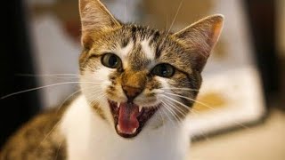 Male Cat In Heat Sounds  Male Cat Calling Female  Cat Mating Call Sounds [upl. by Yleoj]