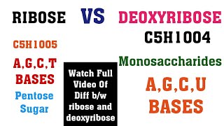 Ribose vs Deoxyribose  Main Differences between ribose and deoxyribose sugars [upl. by Akirahs897]