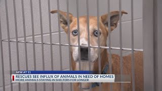 Central Ohio animal shelters battling overcrowding [upl. by Odracir788]