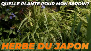 LHERBE DU JAPON ou HAKONECHLOA MACRA AUREOLA  Quelle Plante Pour Mon Jardin [upl. by Bail]