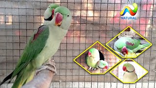 Alexandrine Parrot Breeding Season 2020 Breeding Tips [upl. by Oirobil148]