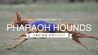 RACING THE PHARAOH HOUND [upl. by Sivet]