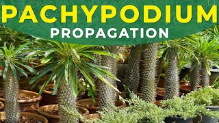 PACHYPODIUM PROPAGATION FROM SEEDS  Madagascar palm tree growing [upl. by Perkins]