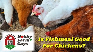 The Pros amp Cons Of Feeding Fishmeal to Chickens [upl. by Ahsieken]