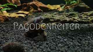 Grundeln im Aquarium  Rhinogobius rubromaculatus [upl. by Rofotsirk]