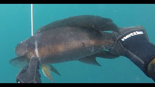 Akaroa Butterfish Winter Spearfishing [upl. by Leopoldine]